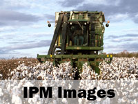 ipm images