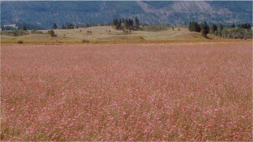 Field of spotteed knapweed. Montana. Norman E. Rees, USDA Agricultural Research Service, Bugwood.org