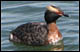 Photo of a Horned Grebe