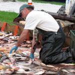 Fish sorting operations