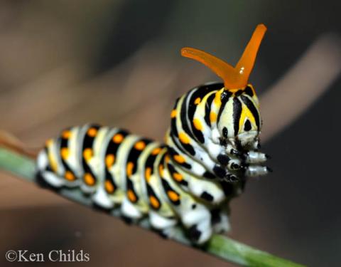 Papilio polyxenes - BlackSwallowtail_small.jpg