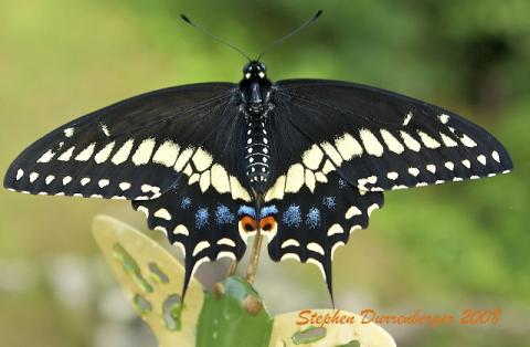 Papilio polyxenes - Black_Swallowtail-maleCrop.jpg