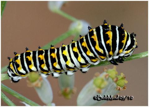 Papilio polyxenes - Papilio-polyxenes-Bob-Moul-494.jpg