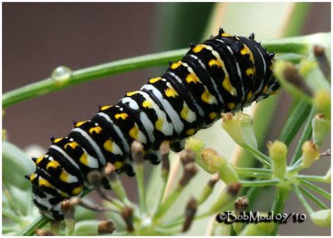 Papilio polyxenes - Papilio-polyxenes-Bob-Moul-495.jpg