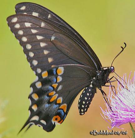 Papilio polyxenes - Papilio_polyxenes2.jpg