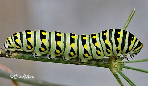 Papilio polyxenes - Papilio_polyxenes3.jpg