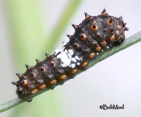 Papilio polyxenes - Papilio_polyxenes4.jpg