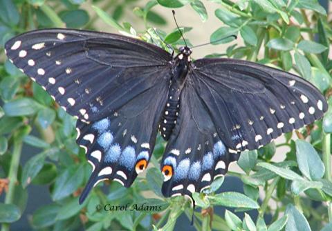 Papilio polyxenes - Papilio_polyxenesKsGrantJuly2_07CarolAdams-crop.jpg