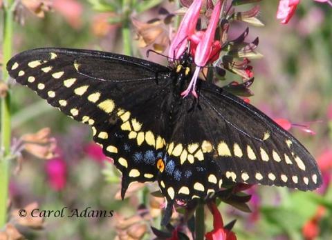 Papilio polyxenes - Papilio_polyxenesKsGrantJuly2_07CarolAdams-cropm.jpg