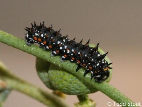 Papilio polyxenes - papilio_coloro_caterpillar4_raisingbutterflies.jpg