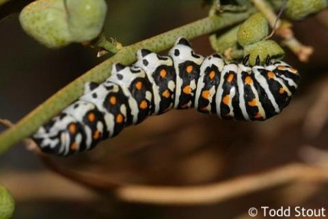 Papilio polyxenes - papilio_coloro_caterpillar5_raisingbutterflies.jpg