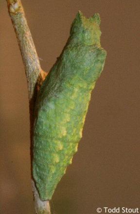 Papilio polyxenes - papilio_coloro_pupa_raisingbutterflies.jpg