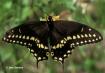 Papilio polyxenes - BlackSwallowtail-Simons.jpg