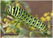 Papilio polyxenes - Papilio-polyxenes-Bob-Moul-493.jpg