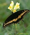 Papilio polyxenes - Papilio_polyxenes.jpg