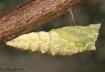 Papilio polyxenes - Papilio_polyxenes5.jpg