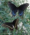 Papilio polyxenes - Papilio_polyxenesKsGrantJuly2_07CarolAdams-crop-fm.jpg