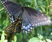 Papilio polyxenes - Papilio_polyxenesKsGrantJuly2_07CarolAdams-crop-mating.jpg