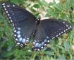 Papilio polyxenes - Papilio_polyxenesKsGrantJuly2_07CarolAdams-crop1.jpg