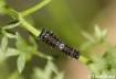 Papilio polyxenes - papilio_coloro_caterpillar2_raisingbutterflies.jpg