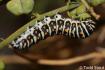 Papilio polyxenes - papilio_coloro_caterpillar5_raisingbutterflies.jpg