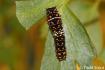 Papilio polyxenes - papilio_polyxenes_asterius_caterpillar4_raisingbutterflies.jpg