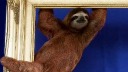 Too Cute: Sloths