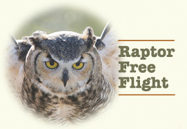 Raptor Free Flight