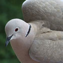 Streptopelia decaocto/Eurasian collared dove
