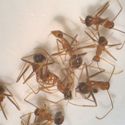 Anoplolepis gracilipes /crazy ant [Japanese Ant Database]