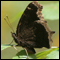 Photo: Mourning cloak butterfly