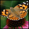 Photo: Painted lady butterfly
