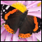 Photo: Red admiral butterfly