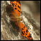 Photo: Satyr comma butterfly