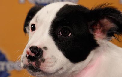 Puppy Bowl VIII Fan Photo Faceoff
