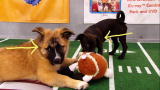 Puppy Bowl VII: Final Moments of Puppy Bowl VII