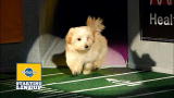 Puppy Bowl VI: Starting Lineup