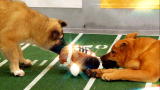 Puppy Bowl VII: Pregame Show