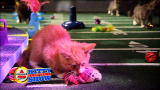 Puppy Bowl VI: Kitty Half-time Show