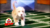 Puppy Bowl Highlights