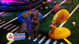 Puppy Bowl VII: Kitty Halftime Show