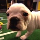 Puppy Bowl: Music Video