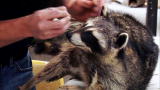 American Stuffers: Raccoon Preserved Wrong