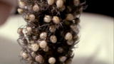 Infested!: Recluse Spider Breeding Ground