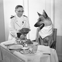 By the 1950s, Rin Tin Tin was played by three dogs, who often traveled around the country making public appearances. In this undated photo, one Rin Tin Tin enjoys a luxury dinner in his Chicago hotel suite.