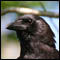 American crow photo