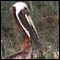 Brown pelican photo