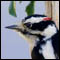 Downy woodpecker photo
