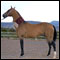 Akhal Teke Horse Photo