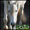 Andalusian Horse Photo